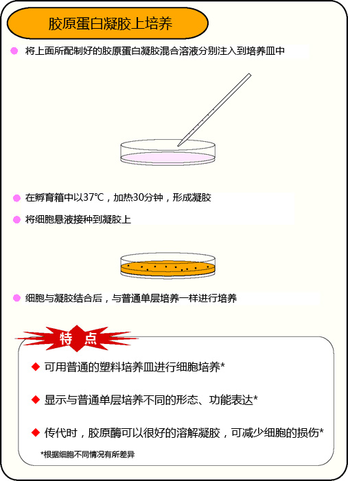 组织培养用胶原蛋白