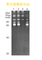 ISOGEN II RNA抽提试剂