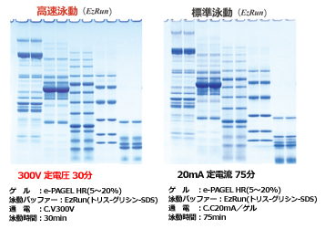 ラピダス・ミニスラブ電気泳動槽 | 8x9cmゲル | PAGE スラブ電気泳動槽 | アトー製品情報 | ATTO