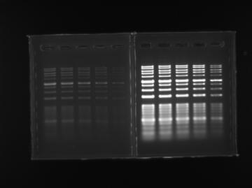 LuminoGraphⅡ（ルミノグラフⅡ） | 高感度化学発光撮影装置 | ゲル撮影・イメージング | アトー製品情報 | ATTO