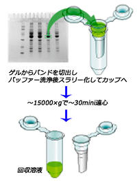 ATTOPREP MF （アトプレップMF） | 電気泳動・ゲル染色試薬 | 試薬 | アトー製品情報 | ATTO