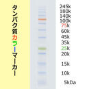 EzStandard PrestainBlue （イージースタンダードプレステインブルー） | 電気泳動・分子量マーカー | 試薬 | アトー製品情報 | ATTO