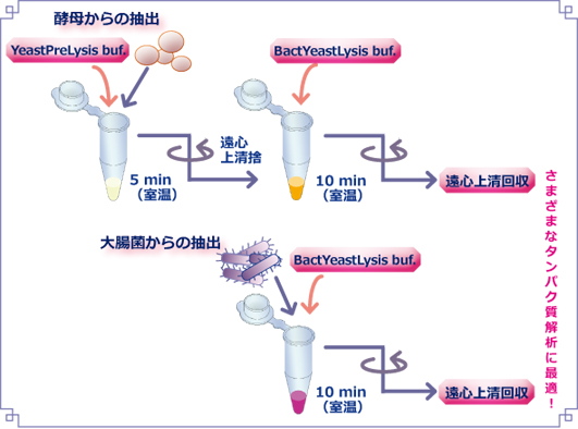 EzBactYeastCrusher （イージーバクトイーストクラッシャー） | 抽出関連試薬/細胞・タンパク質可溶化剤 | 試薬 | アトー製品情報 | ATTO