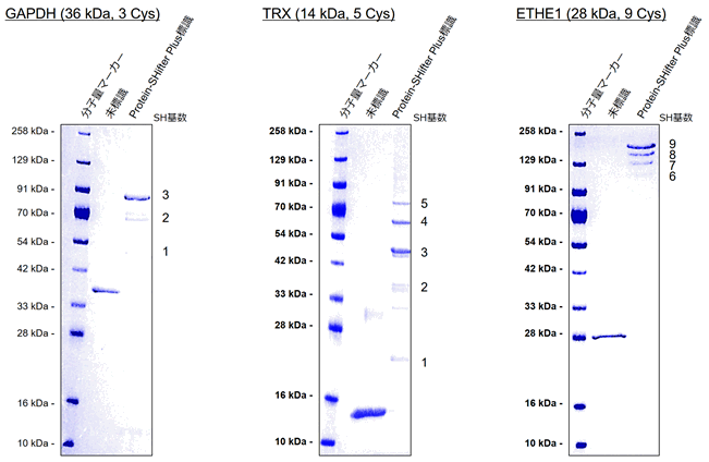 生体硫黄解析用試薬 -SulfoBiotics- PEG-PCMal　同仁化学研究所