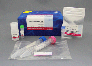 タンパク質標識キット Biotin Labeling Kit - NH2 (for 1mg)　