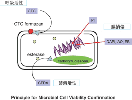 菌蛍光染色用色素 -Bacstain- CFDA solution　